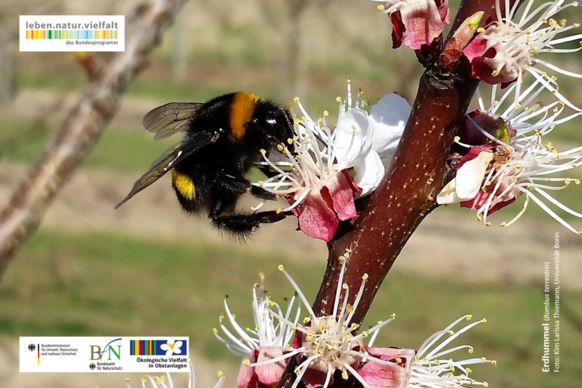 Plakat mit einer Hummel an einem blühenden Obstbaum