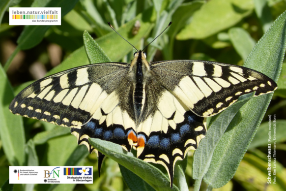 Plakat mit einem Schmetterling (Schwalbenschwanz)