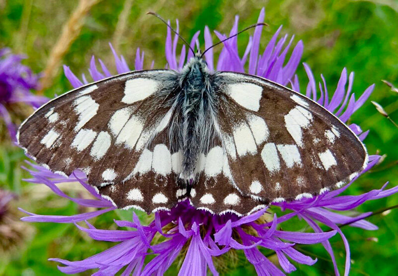 Brauner Schmetterling mit weißen Flecken und Punkte auf einer lilafarbenen Blüte