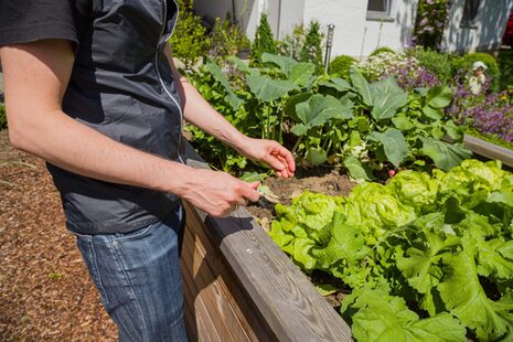 A person stands at a raised bed and weeds by hand