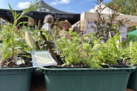 Plants on a sales table at the spring market on Münsterplatz