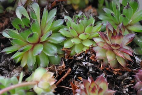 Varios houseleeks con sus hojas carnosas