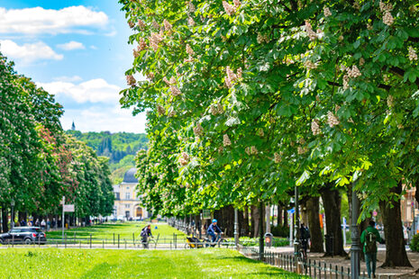 Kasztanowce otaczają pałac Poppelsdorf