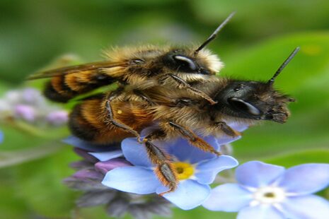 Zwei Wildbienen auf einer Blüte