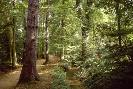 Waldweg mit Bachlauf