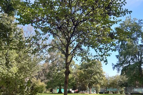Un arbre de Judée canadien