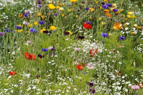 Das Foto zeigt eine Wiese mit bunten Blumen.